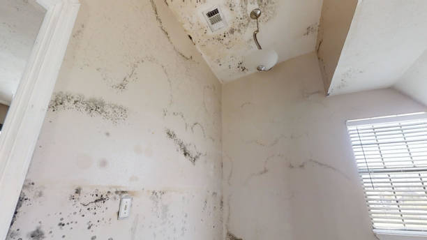 Oracle, AZ Mold Removal Company