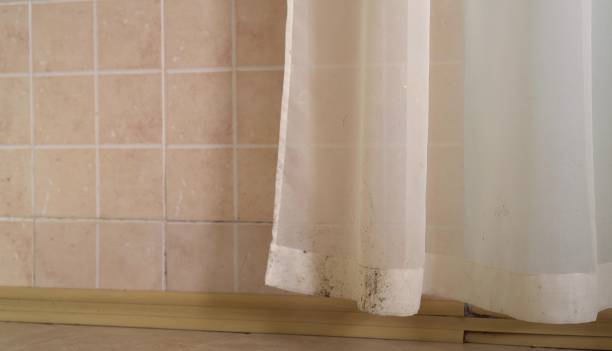 Best Dehumidification Services  in Oracle, AZ