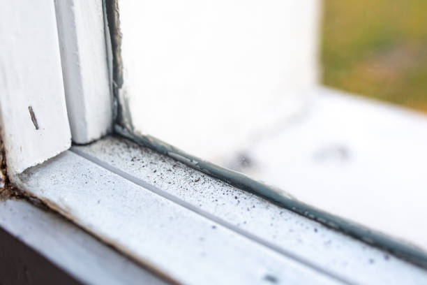 Best Commercial Mold Inspection  in Oracle, AZ