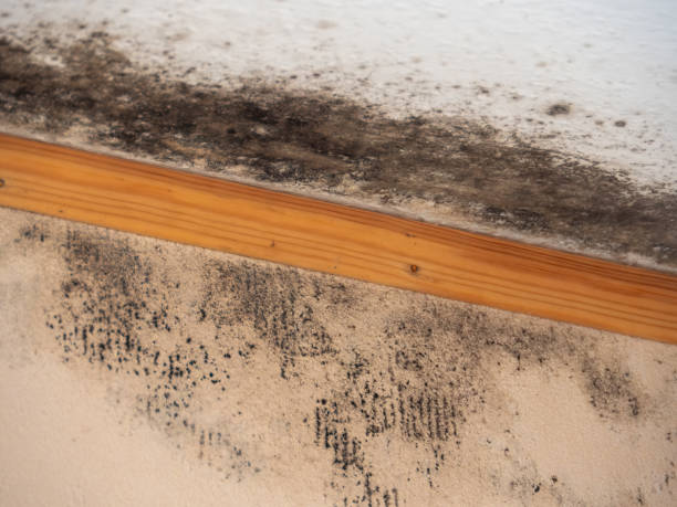 Mold Removal for HVAC Installations in Oracle, AZ